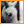 horse_blur